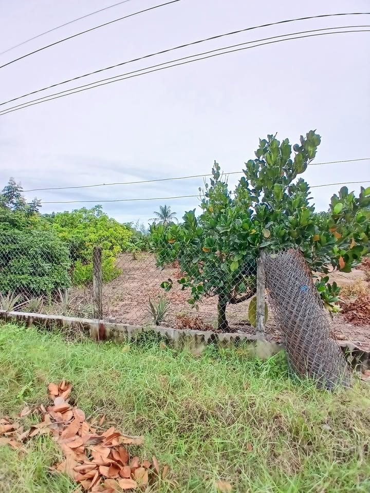 Đất thổ cư Hẻm 9 Trường Đông, Hòa Thành, Tây Ninh 275m² - Giá chỉ 530 triệu, thương lượng tốt!