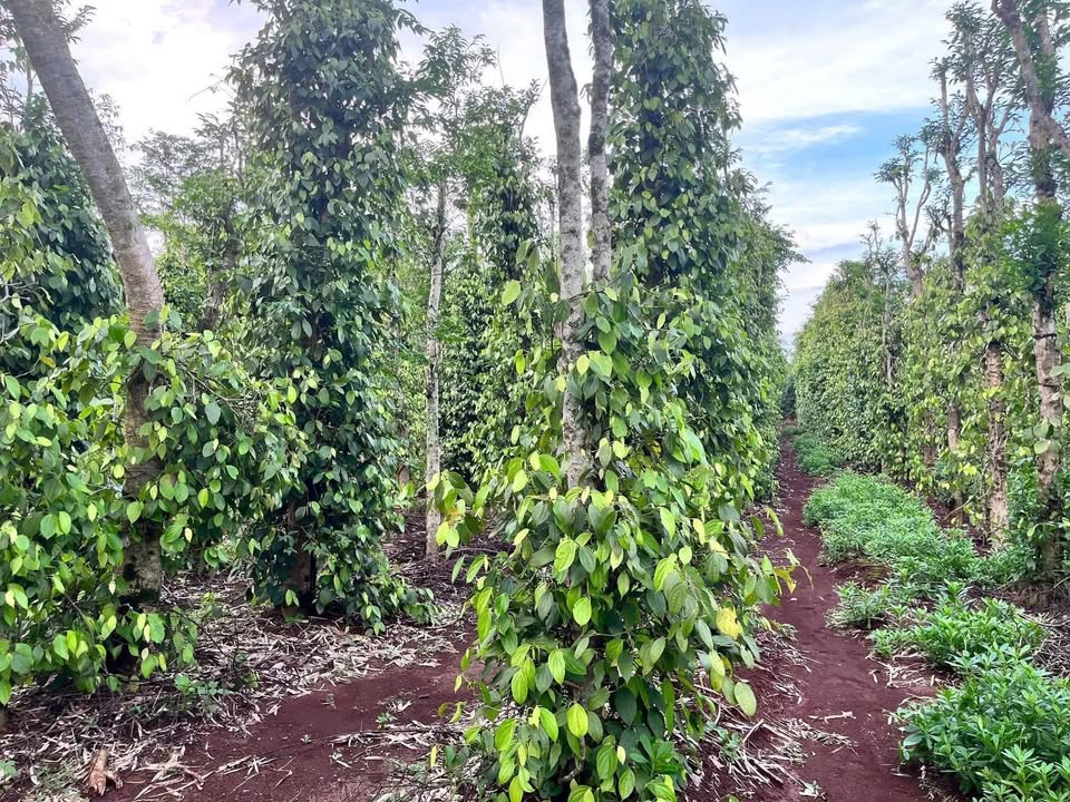 Đất nông nghiệp Hiền Thành 300m² giá chỉ 68 triệu - Đầu tư sinh lời ngay!