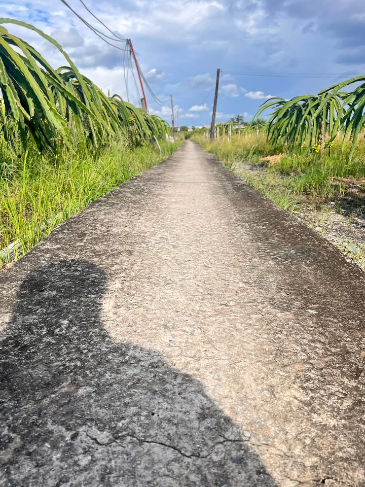 Đất vườn 1540m² tại Thanh Phú Long, Châu Thành - Giá 1.5 tỷ, cơ hội đầu tư hấp dẫn!