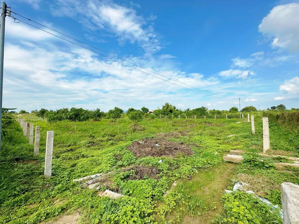 Đất nền 1 sào Ninh Thuận, Hàm Chính giá 750 triệu - Cơ hội đầu tư hấp dẫn!