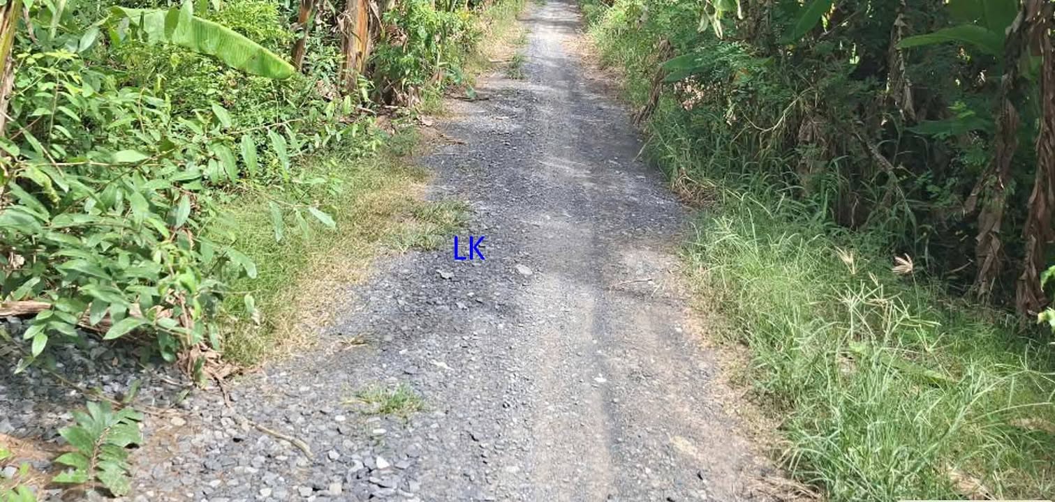 Bán vườn xoài 6.500m² tại xã Tân Hội Trung - Giá chỉ 1.95 tỷ, thương lượng ngay!