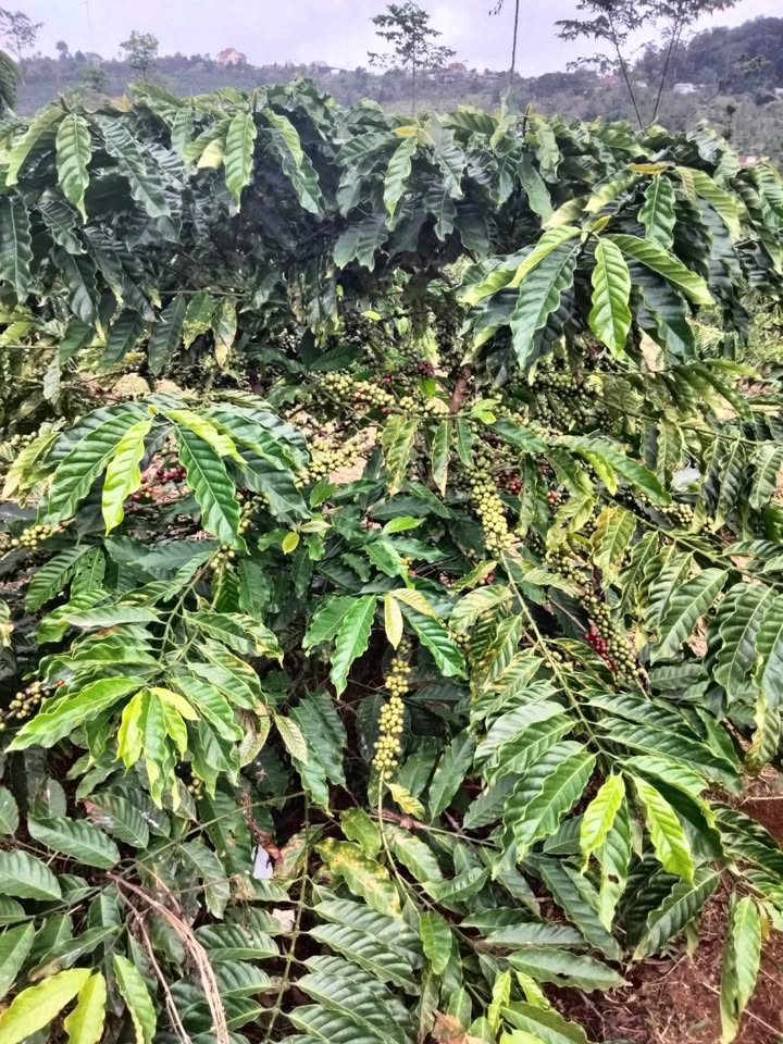 Đất nền 1.6 ha tại Quảng Tâm, Tuy Đức, Đắk Nông - Giá 1.8 tỷ thương lượng