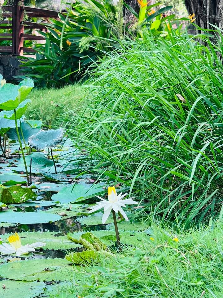 Nhà đất mặt tiền Đường Phạm Văn Xuyên, Tây Ninh 520m² giá 5 tỷ - Kinh doanh thuận lợi!