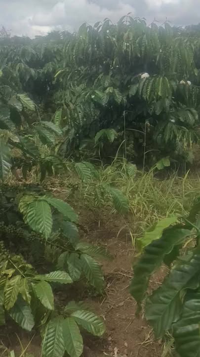 Đất nền xã Tân Văn, huyện Lâm Hà 36000m² giá 3.3 tỷ - Đầu tư lý tưởng!