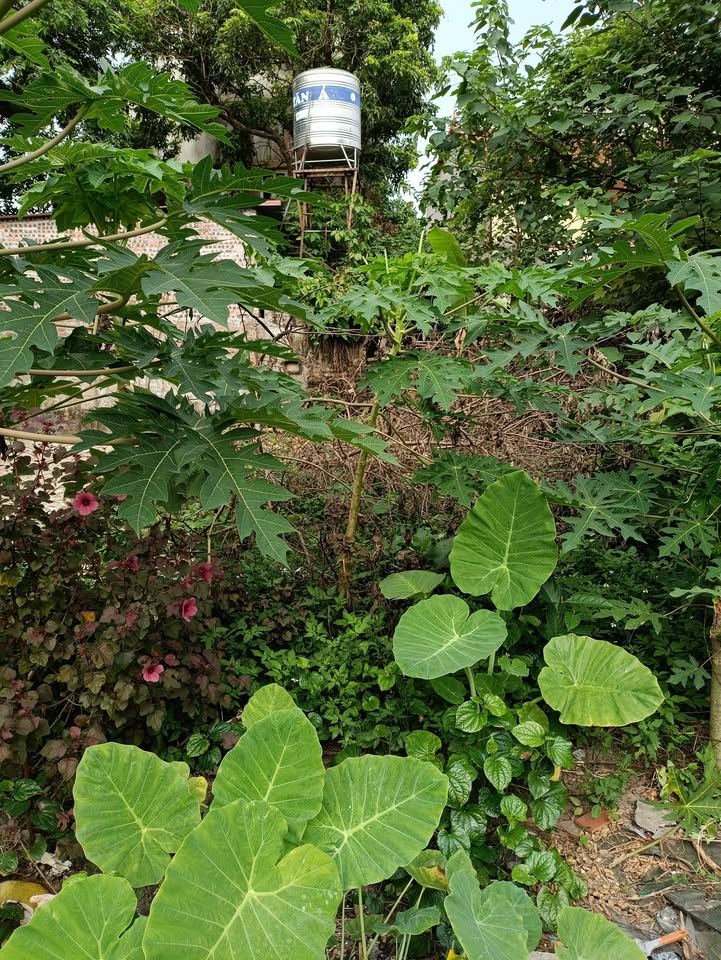 Lô đất 49,5m² Ninh Sở, Thường Tín, Hà Nội giá 3 tỷ - Thế đất đẹp, dễ thiết kế!