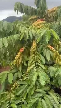 Farm 1.7ha tại Ea Ral, Đắk Lắk giá 900 triệu - Đầu tư sinh lời ngay!