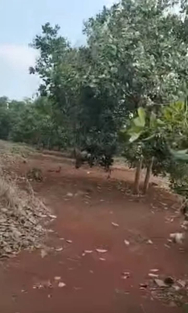 Đất Farm Tân Lợi Đồng Phú 4ha giá 5.2 tỷ - Cơ hội đầu tư tuyệt vời!