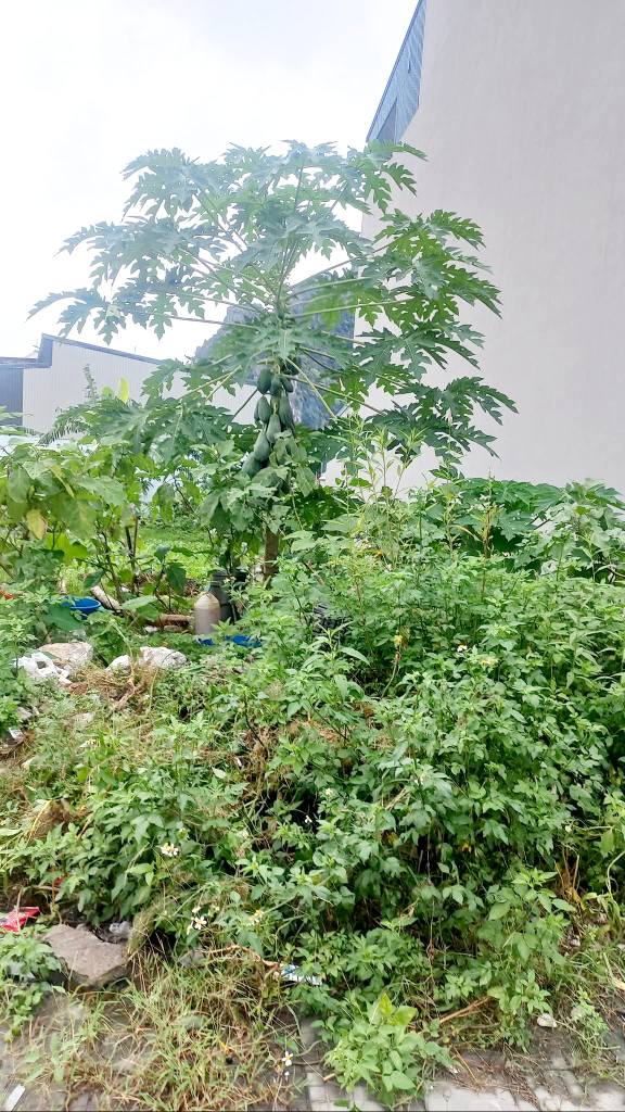 Đất nền Ô Hội Cẩm Phả 95m² giá chỉ 2.185 tỷ - Cơ hội đầu tư tuyệt vời!