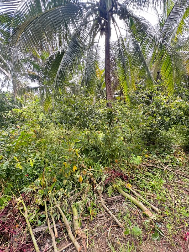 Đất vườn thổ cư Tân Phú Đông 280m² giá 320 triệu - Đầu tư sinh lời ngay!