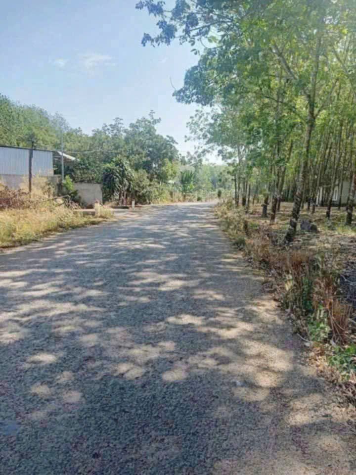 Đất nền Tân Khai, Chơn Thành 250m² giá 600 triệu - Cơ hội đầu tư hấp dẫn!