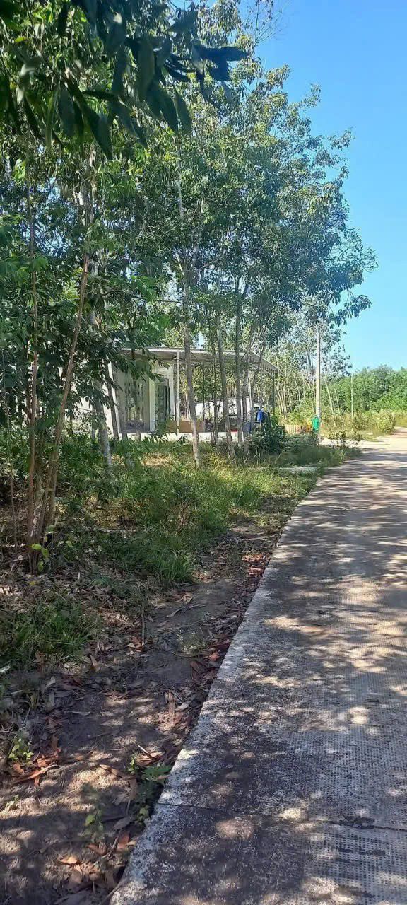 Đất nền Tân Khai, Chơn Thành 250m² giá 430 triệu - Cơ hội đầu tư tuyệt vời!