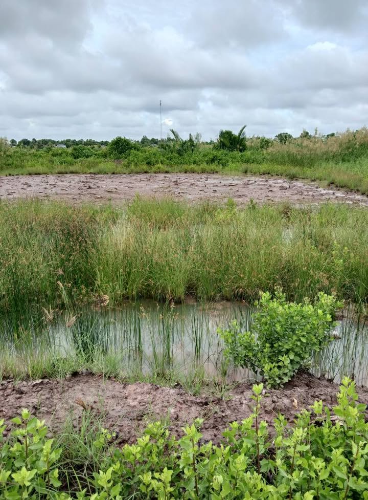 Đất nền mặt tiền lộ Cà Mau - Đầm Dơi 340m² - Cơ hội đầu tư tuyệt vời!