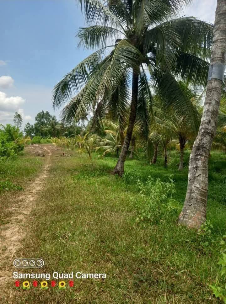 Farm ấp Sóc Chà 112000m² giá 1.36 tỷ - Đang cho trái, thương lượng tốt!