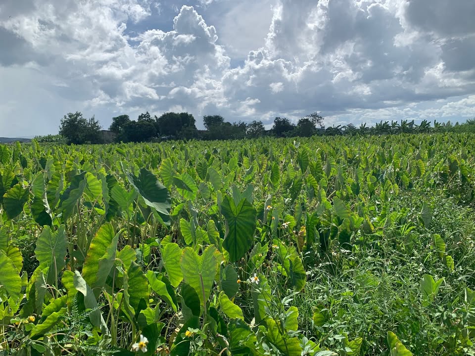 Cho thuê đất Farm 4ha tại xã Ia Ke, Gia Lai - Gần sông Suối Ayun