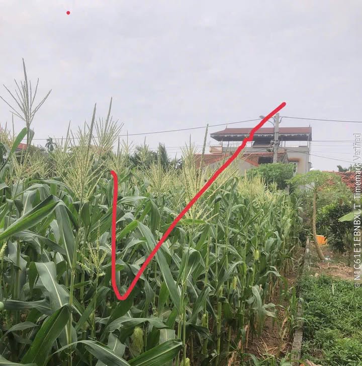 Đất nền xã Trung Kênh, huyện Lương Tài 111.3m² - Chính chủ bán, vị trí đẹp!