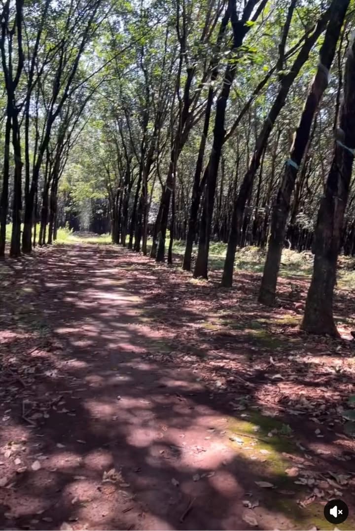 Farm 10000m² tại Bù Gia Mập, Bình Phước - Mặt tiền 5m, giá chỉ 2 tỷ!