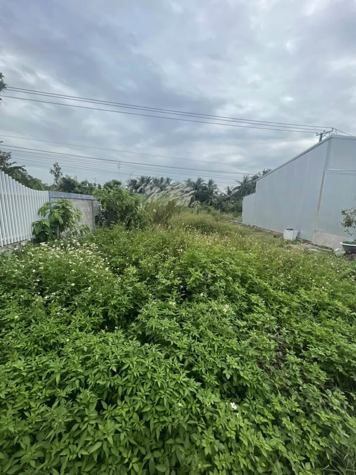 Đất Nền Mặt Tiền Đòn Dong, Thạnh Lộc 165m² giá 730 triệu - Đầu tư sinh lời hấp dẫn!