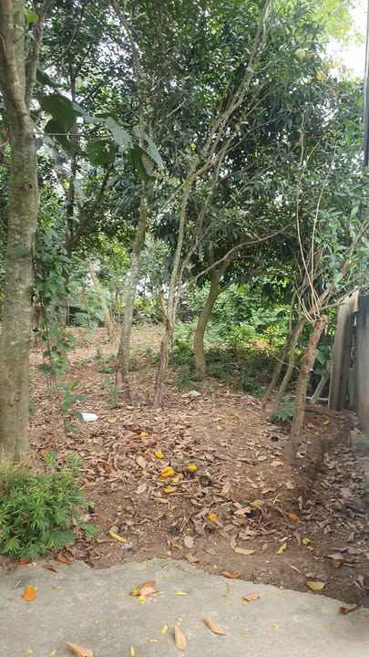 Đất nền Phúc Tiến Sơn Tây 400m² chỉ 8 tỷ - Đường ô tô vào tận nơi!