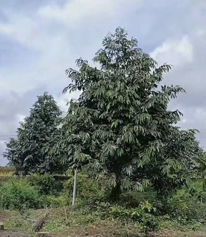 Đất vườn 13 công tại Mỹ Chánh B, Cái Bè, Tiền Giang - Giá 700 triệu/công