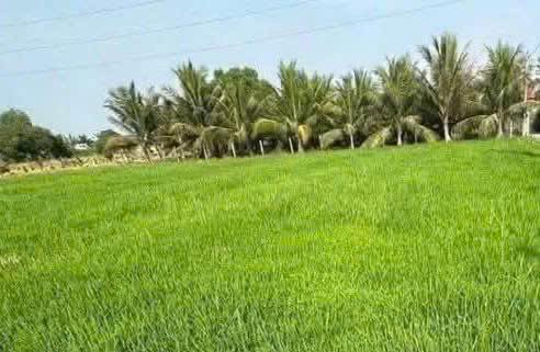 Đất nền 36000m² tại Tân Trụ, Long An chỉ 600 triệu - Cơ hội đầu tư tuyệt vời!