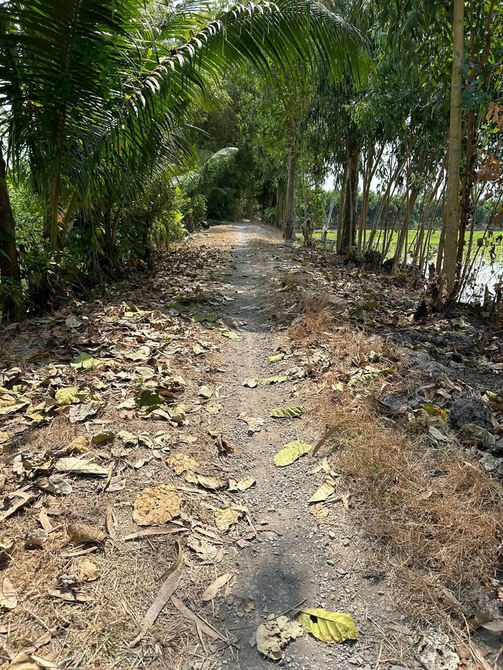 Đất nông nghiệp 20.000m² tại Mỹ An, Tháp Mười - Lô đất đẹp, giá chỉ 1.35 tỷ!