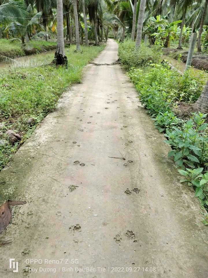 Đất vườn Châu Hưng, Bình Đại 500m² giá 270 triệu - Sẵn sàng xây dựng ngay!