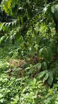 Đất nền Di Linh 400m² giá 3.3 tỷ - Cơ hội đầu tư hấp dẫn!