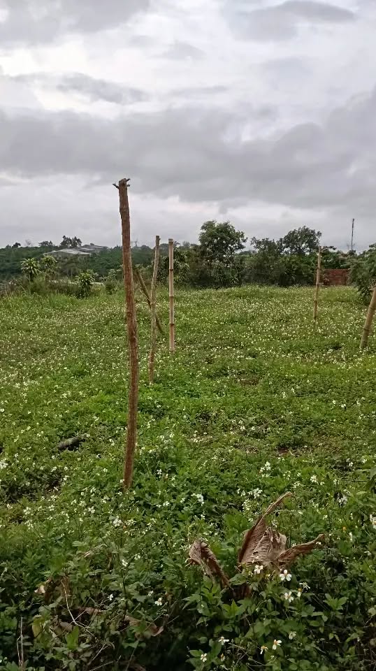 Đất nền Bảo Lộc 480m² giá 2.7 tỷ - Khu dân cư sầm uất, chính chủ bán