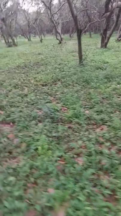 Đất nền Phú Nghĩa Bù Gia Mập 25.200m² giá 700 triệu - Cơ hội đầu tư hấp dẫn!