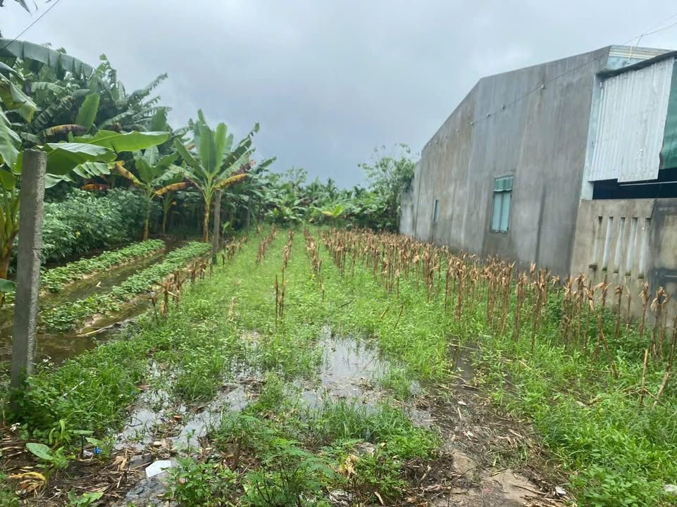 Đất ở Tịnh Hà, Sơn Tịnh 1800m² giá 700 triệu - Cơ hội đầu tư sinh lời!