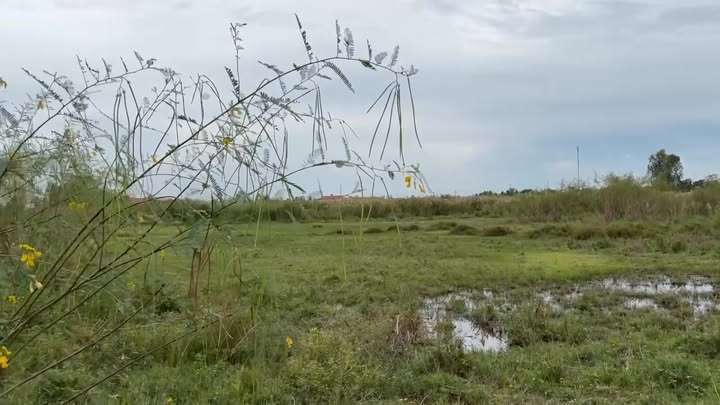 Bán vườn sầu riêng 9996m² tại Đốc Binh Kiều - Đang ra trái, giá tốt!