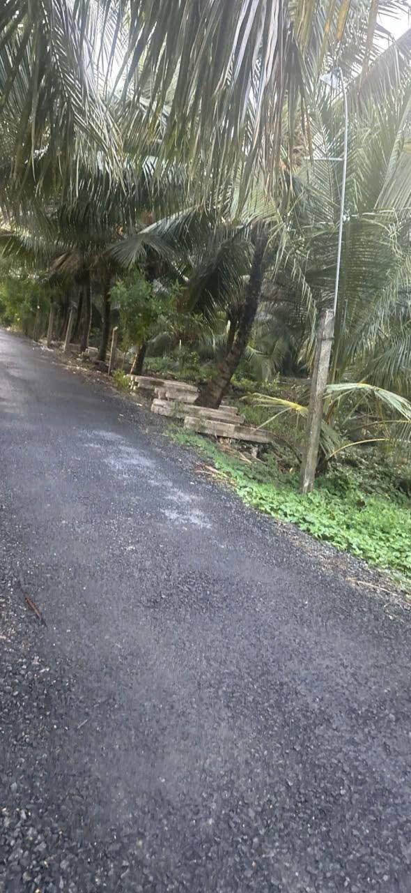 Đất vườn trồng dừa 1.000m² tại Ấp Phong Năm, giá 1.65 tỷ - Mặt tiền nhựa 6m