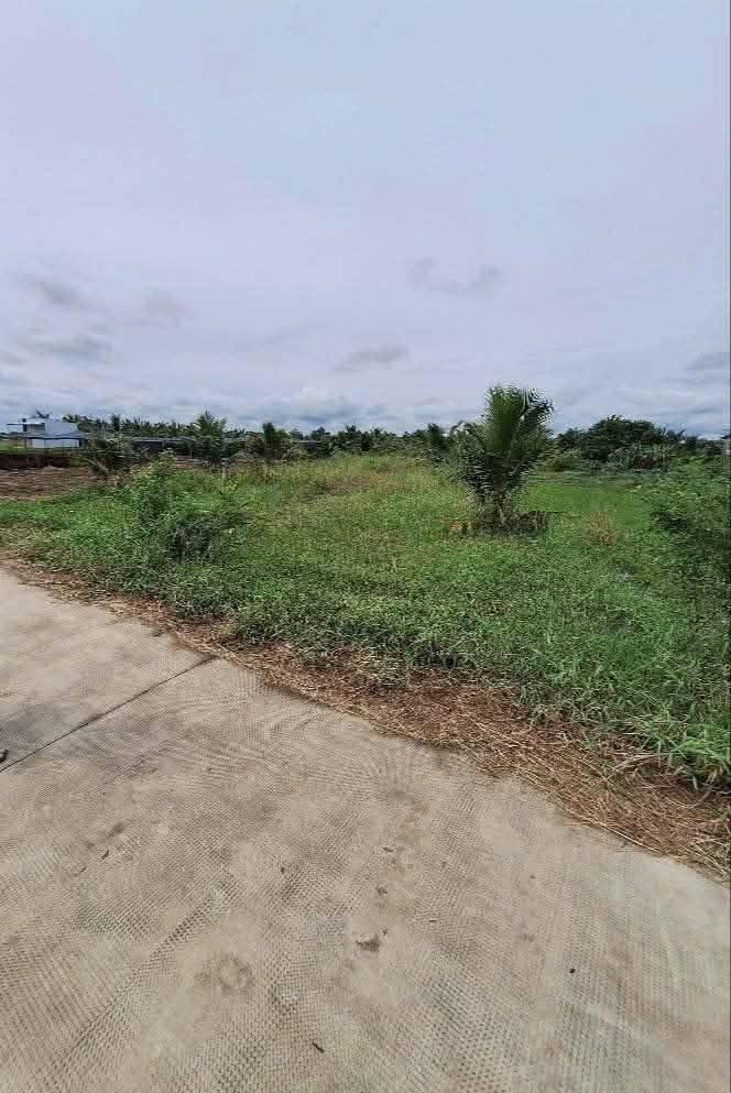 Đất vườn dừa Bến Tre 1.4ha giá chỉ 1.152 tỷ - Tiềm năng sinh lời cao!