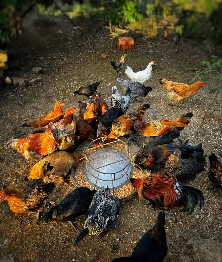 Đất nền 78m² tại An Hải, Hải Phòng giá 1.6 tỷ - Đối diện khu nhà ở cao cấp