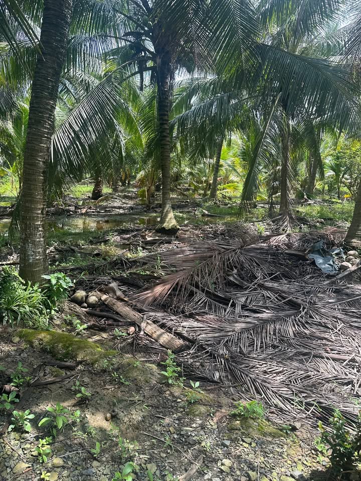 Đất vườn An Thạnh Thủy 4600m² giá 2.2 tỷ - Cơ hội đầu tư tuyệt vời!