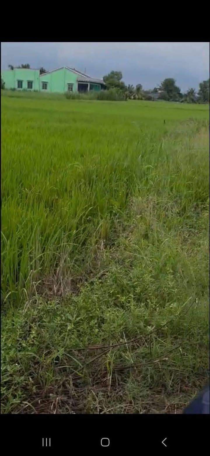 Đất nền 1040m² tại Bình Xuân, Gò Công chỉ 750 triệu - Sổ đỏ chính chủ!