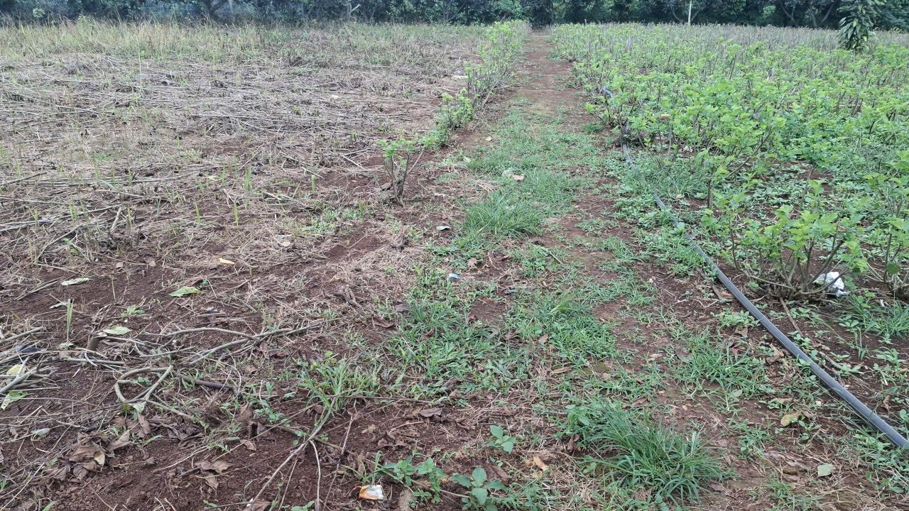 Đất nền Liên Hà 675m² giá 8 tỷ - Cơ hội đầu tư hấp dẫn!