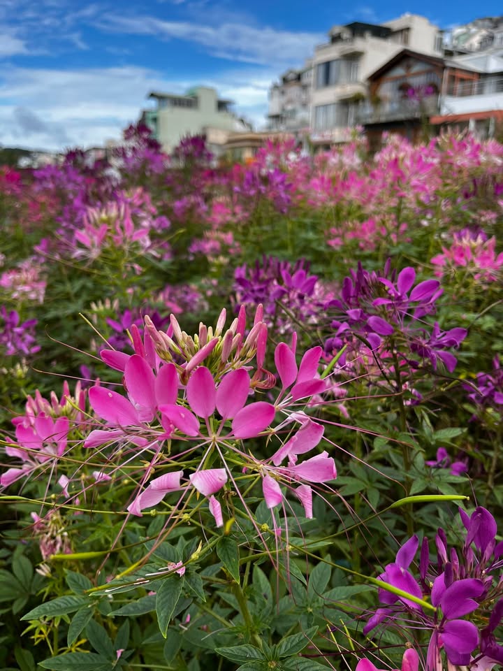 Đất nông nghiệp Đà Lạt 500m² giá 4.1 tỷ - View núi Lang Biang tuyệt đẹp!