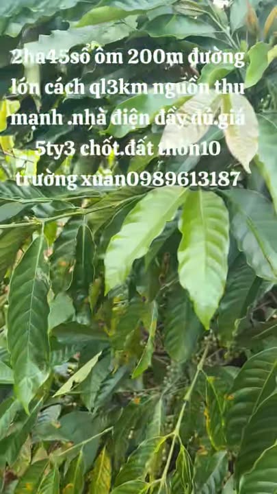 Đất thổ cư 2.45ha Trường Xuân Đắk Nông - Giá 5.3 tỷ - Sổ đỏ chính chủ