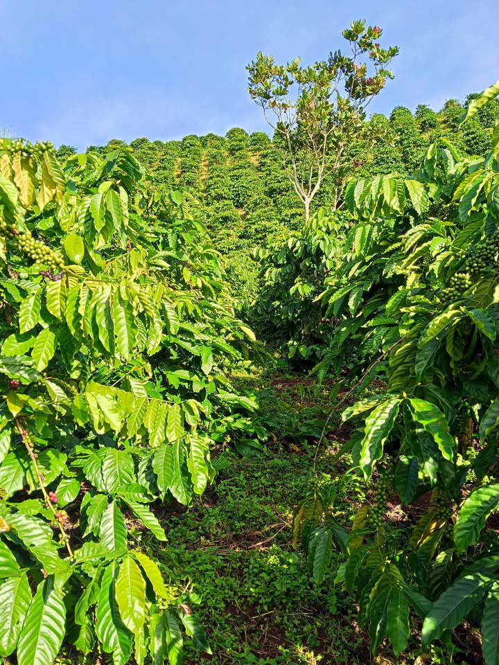 Đất nền 2ha tại xã Quảng Sơn, Đắk Glong - Giá chỉ 3 tỷ có thương lượng!