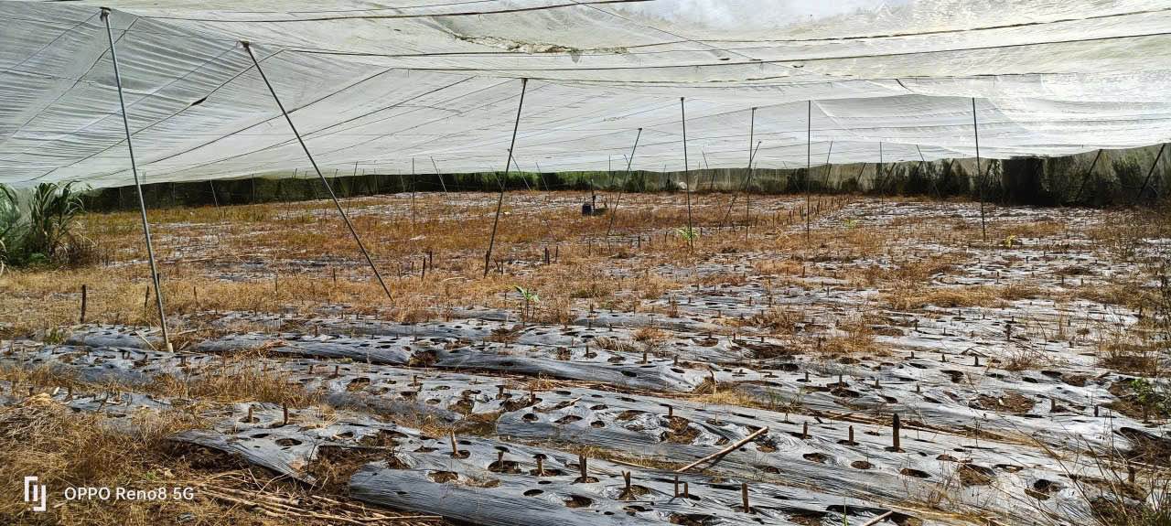 Đất thổ cư Lạc Nghĩa - Ka Đơn 7,7 sào giá chỉ 4.96 tỷ - Cơ hội đầu tư tuyệt vời!