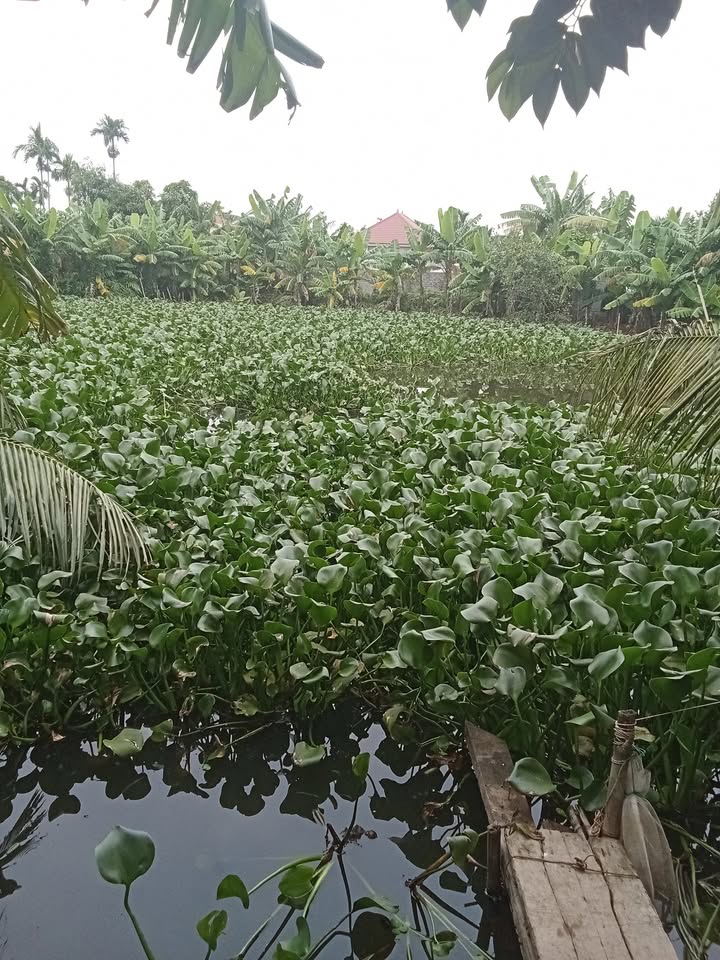 Đất thổ cư 1000m² tại Tân Viên, An Lão - Giá thỏa thuận hấp dẫn!