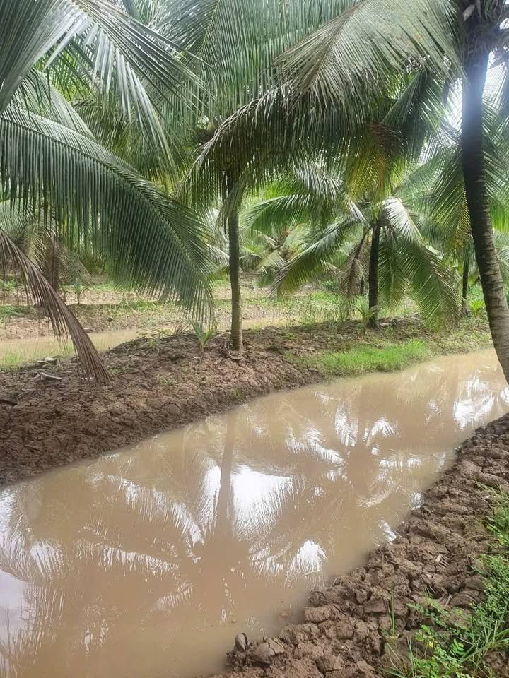 Farm 5.000m² tại ấp Giồng Kiến, Bến Tre - Giá chỉ 1 tỷ, đang cho trái!