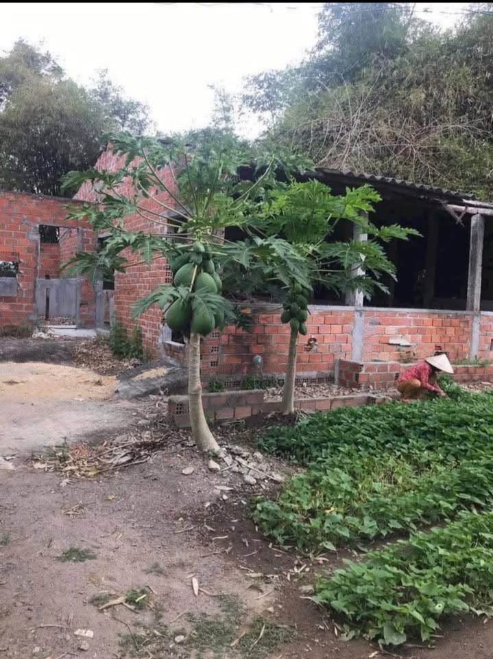 Đất nền thổ cư 312m² An Hội, Phước Hưng, Tuy Phước - Giá thỏa thuận hấp dẫn!