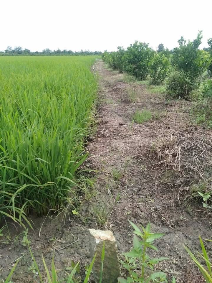 Đất ruộng mặt tiền kênh 6662m² xã Long Kiến, giá 1 tỷ - Cơ hội đầu tư sinh lời!