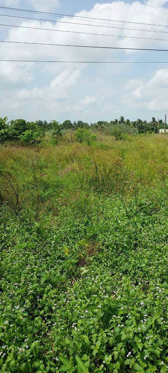 Đất vườn 2505m² tại ấp Phước Hòa, Châu Thành, giá 1.8 tỷ - Cơ hội đầu tư tuyệt vời!