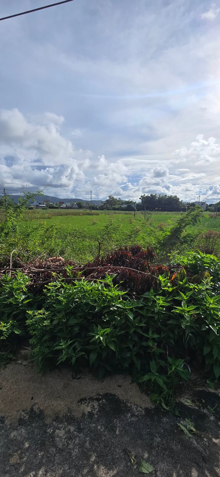 Đất nền Nhơn Bình Quy Nhơn 1352m² giá 5.4 tỷ - Cơ hội đầu tư hấp dẫn!