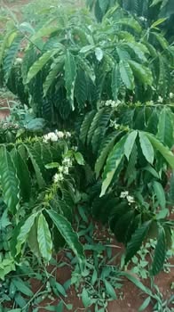 Đất Farm Thọ Sơn Bù Đăng 36.000m² giá 5.5 tỷ - Đầu tư sinh lời ngay!