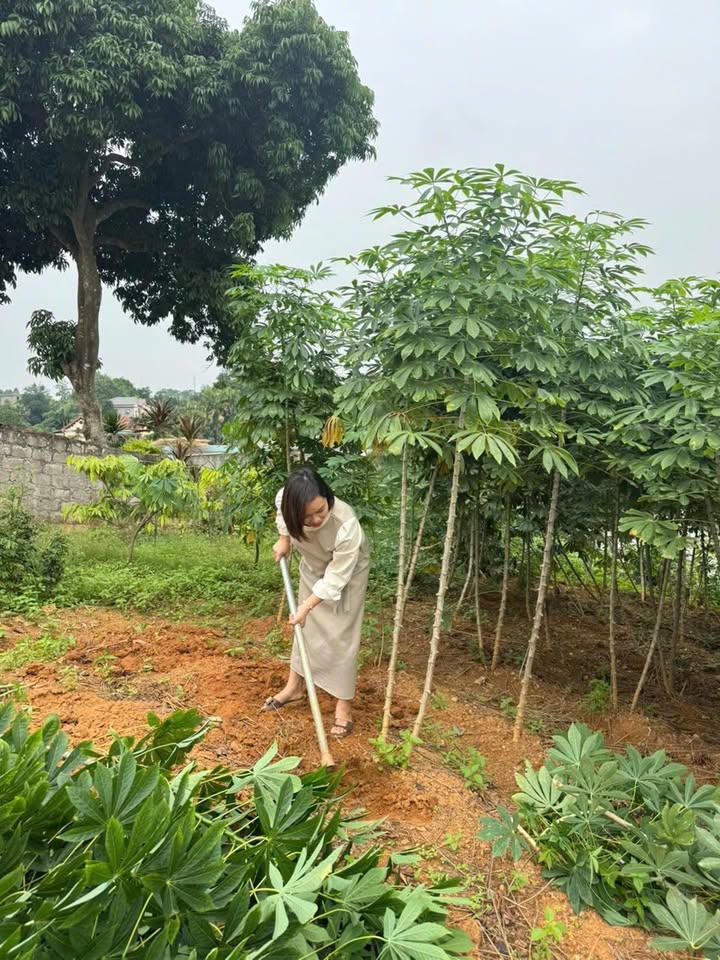 Đất thổ cư 1000m² tại Thanh Đình, Việt Trì chỉ 2.6 tỷ - Đầu tư sinh lời tốt!