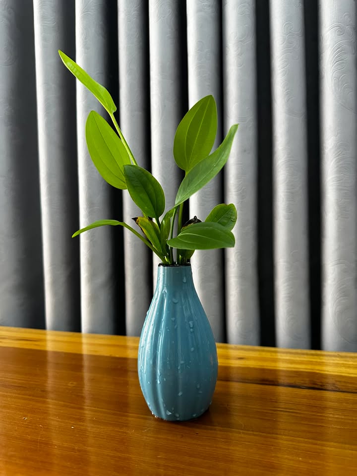 Đất lô góc 2 mặt tiền Phú Phong 218m² giá 1.4 tỷ - Cơ hội đầu tư tuyệt vời!